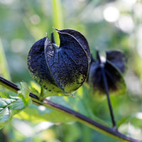 Nicandra physalodes Shoo-Fly Plant with broad green leaves, pale blue-violet flowers, and lantern-like fruit structures in a garden