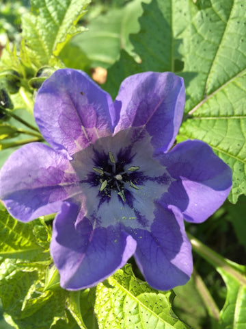 Shoo-Fly Plant Seeds – Nicandra physalodes Garden Flower Plant