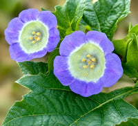 Nicandra physalodes Shoo-Fly Plant with green foliage, pale blue-violet flowers, and papery lantern-like fruit structures in a garden