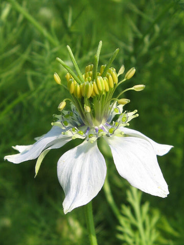 Black Seed Nigella sativa seeds for home garden planting