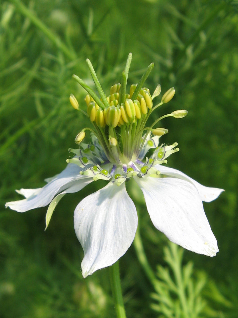 Black Seed Nigella sativa seeds for home gardening and herb planting