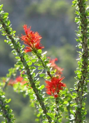 Fouquieria splendens Ocotillo seeds for desert gardening and xeriscaping