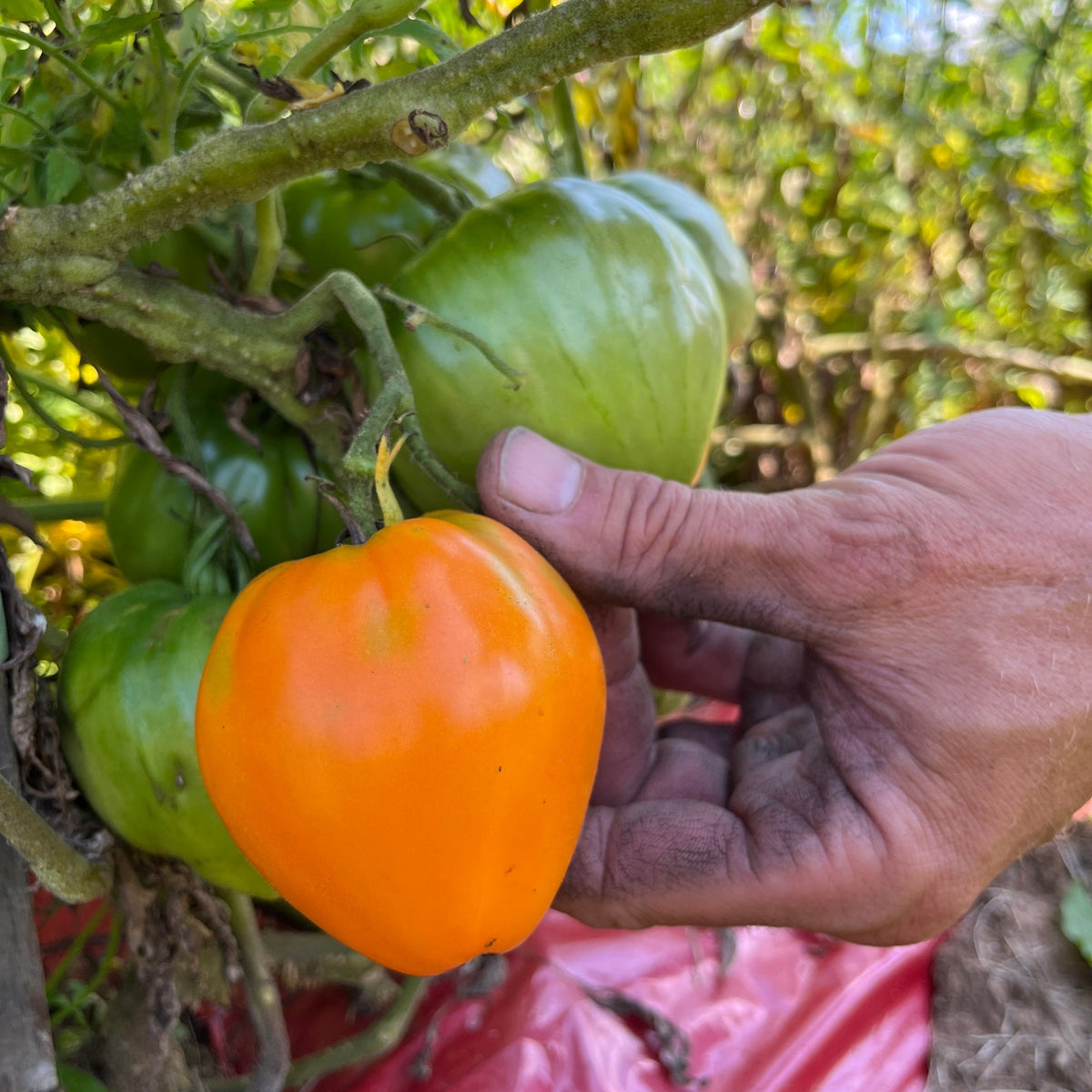 Orange Strawberry Heirloom – Historical Vegetable Seeds