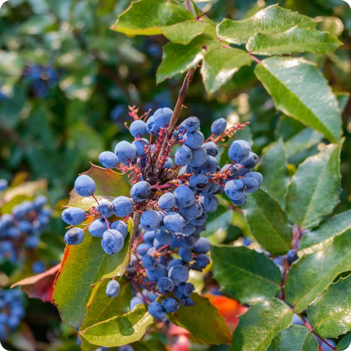 Oregon Grape Dwarf Mahonia nervosa seeds for woodland gardening
