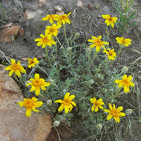 Oregon Sunshine – Bright Wildflower Garden Seeds