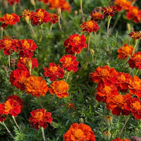 Tagetes patula French Marigold flowers with bright blooms and green foliage.