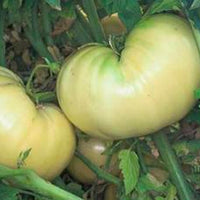 Great White Tomato – Garden Vegetable Seeds