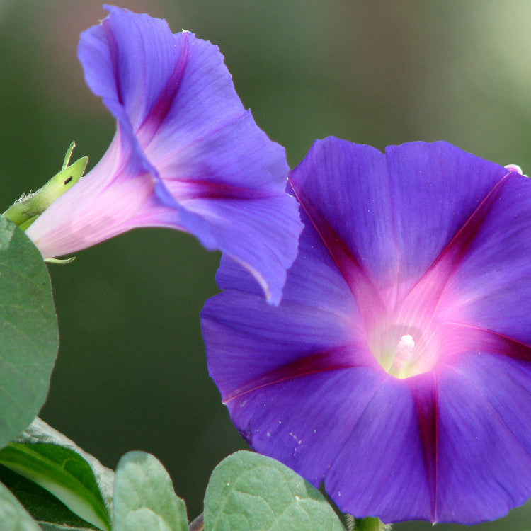 Indigo Feathers Ipomoea – Garden Flower Seeds