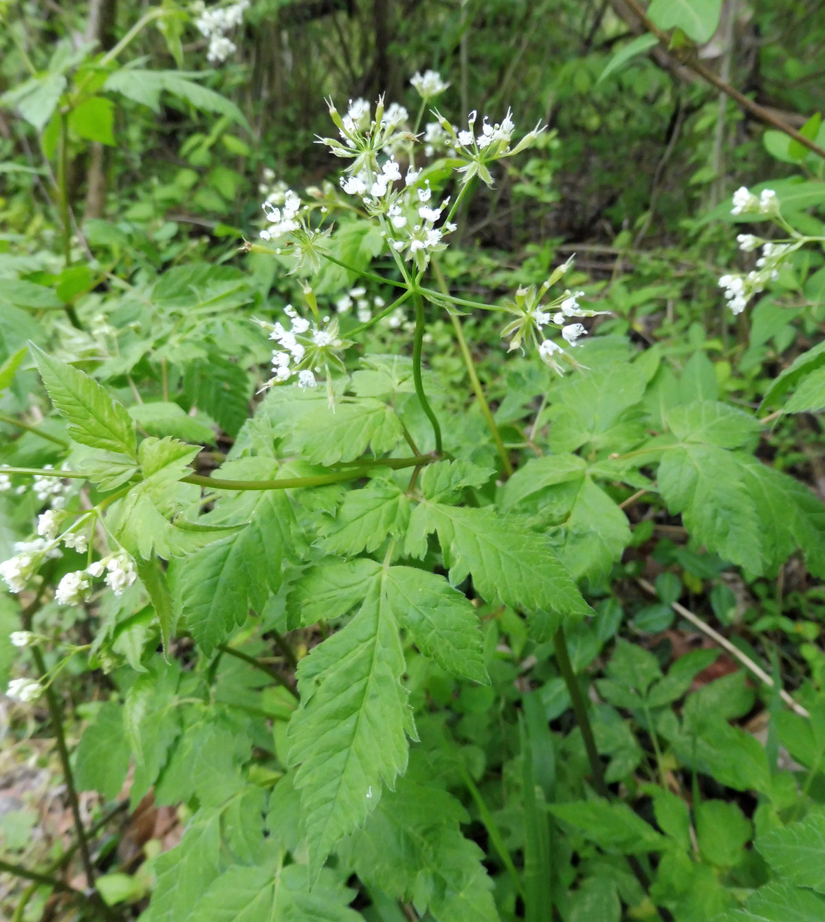 Western Sweetroot, Osmorhiza occidentalis perennial with divided green foliage and small pale flowers growing in a natural woodland garden.
