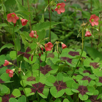 Four Leaf Clover (Oxalis Deppei) Seeds for Planting – Heirloom, Non-GMO, Easy to Grow, Perennial, Ground Cover