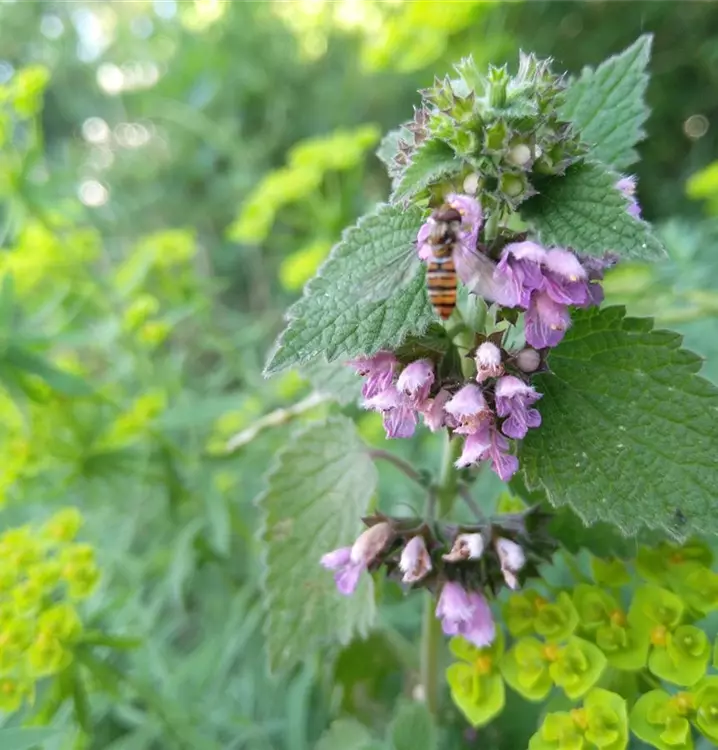 Ballota nigra Seeds – Black Horehound Flowering Herb