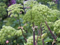 Angelica Archangelica – Perennial Herb and Flower Garden Seeds