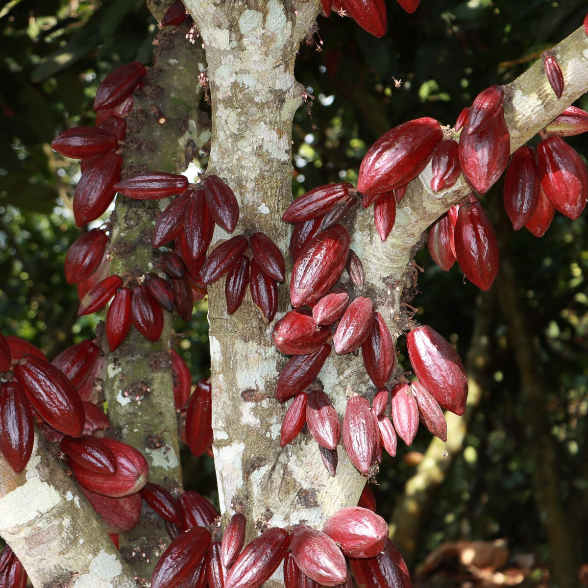 Red Cocoa Pod Variant Seeds for Growing — Tropical Cacao Pod Plant Seeds