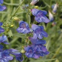 Penstemon Heterophyllus Blue – Perennial Flower Seeds