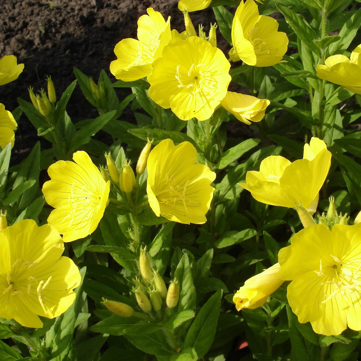 Organic Common Evening Primrose (Oenothera biennis) flowering plant with bright yellow four-petaled blooms, elongated green leaves, and upright stems growing in a sunny flower garden.