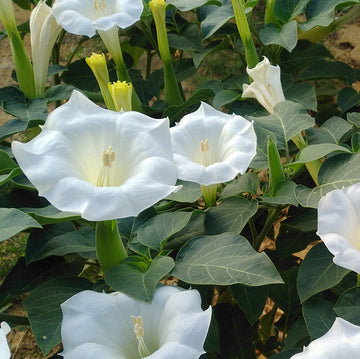 Datura meteloides Toloache flowering garden plant seeds for ornamental cultivation