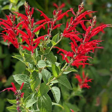 Pineapple Sage Seeds Salvia Elegans Fruity Fragrant Herb Hummingbird-Friendly Red Flowers