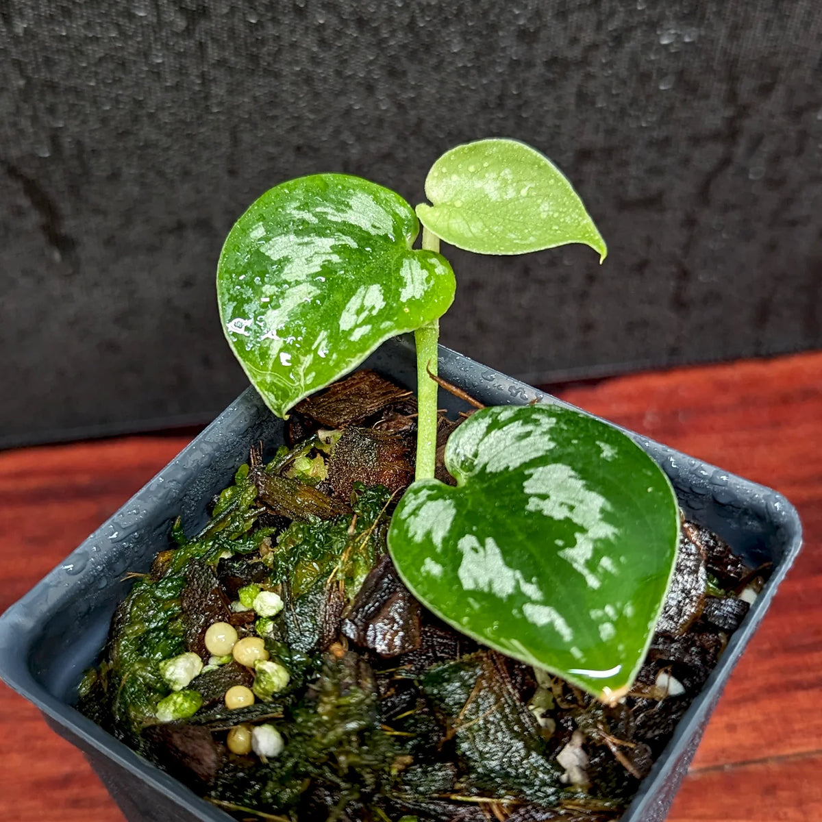 Black Mamba Scindapsus – Indoor Climbing Foliage Plant Seeds