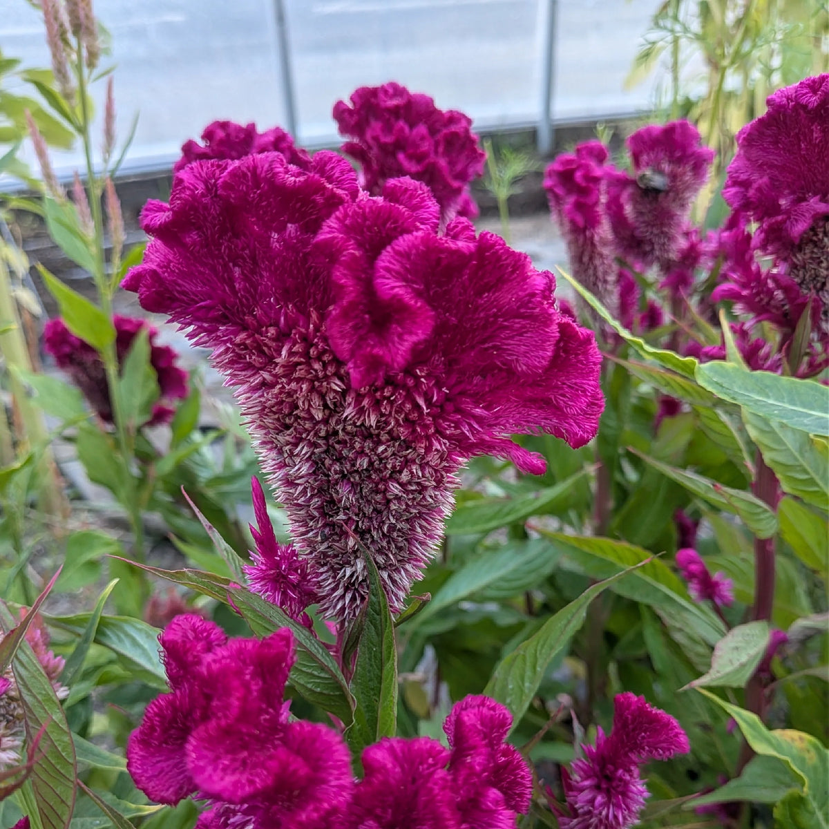 Cock’s Comb ,Celosia cristata  seeds