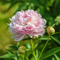 Peony ‘Sarah Bernhardt’ Flower Seeds – Heirloom, Non-GMO, Double Pink Blooms
