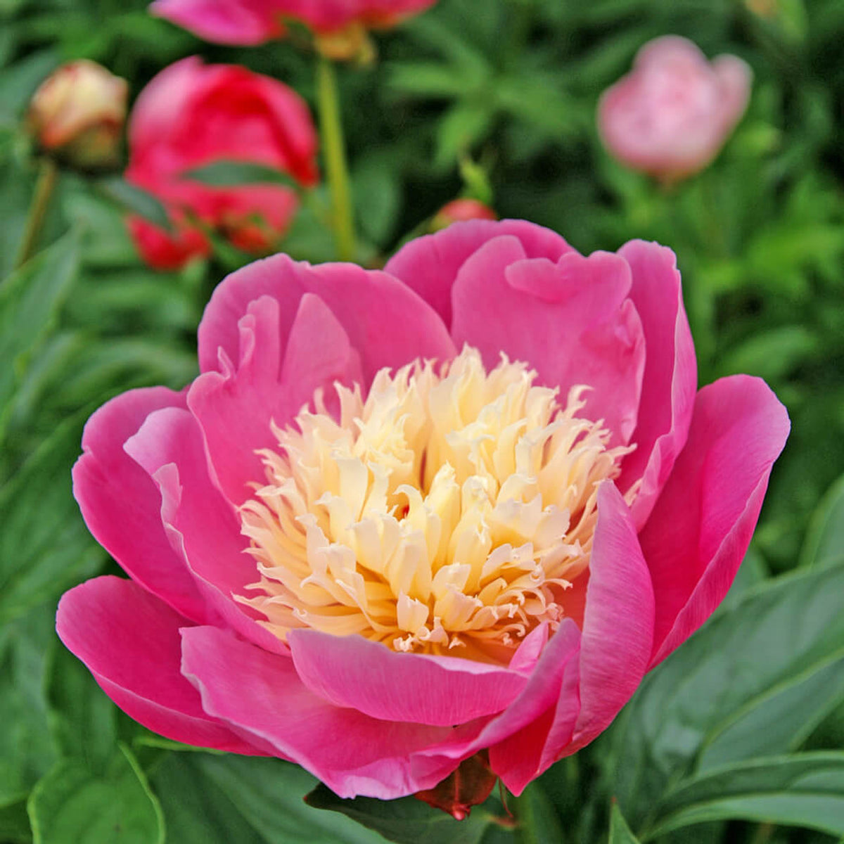 Peony ‘Bowl of Beauty’ Flower Seeds – Heirloom, Non-GMO, Perennial Herbaceous Peony