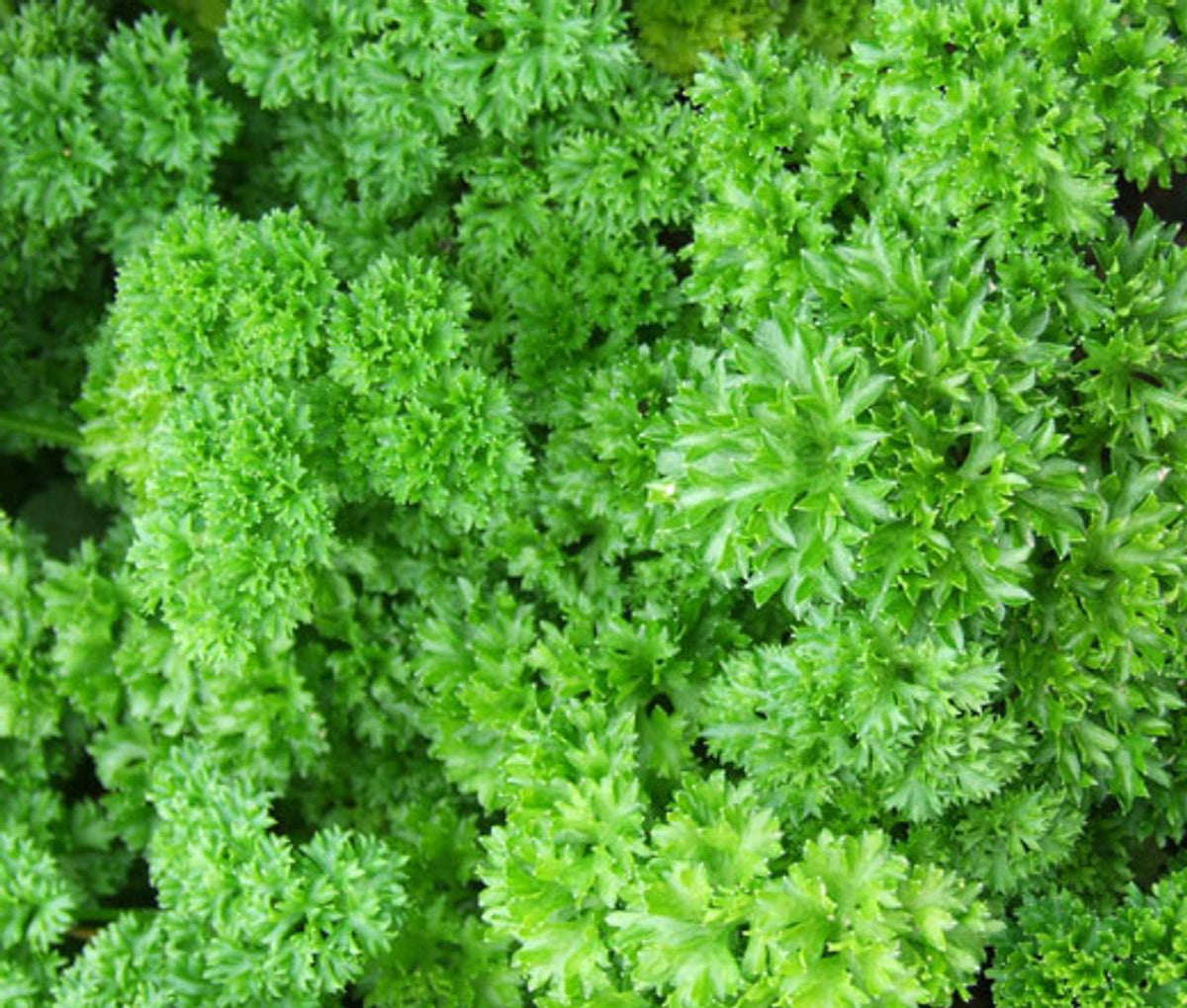 PARSLEY SEEDS MOSS CURLED Petroselinum crispum Herb Garden - Herb Seeds