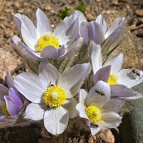 Anemone Wolfgangia Flower – Perennial Flower Seeds
