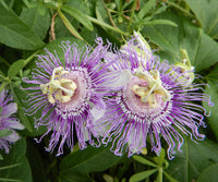 Passiflora incarnata perennial climbing vine featuring purple and white passionflowers