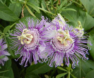 Purple Passionflower Passiflora edulis Seeds for Tropical Gardens, Climbing Vines and Fruit Growing