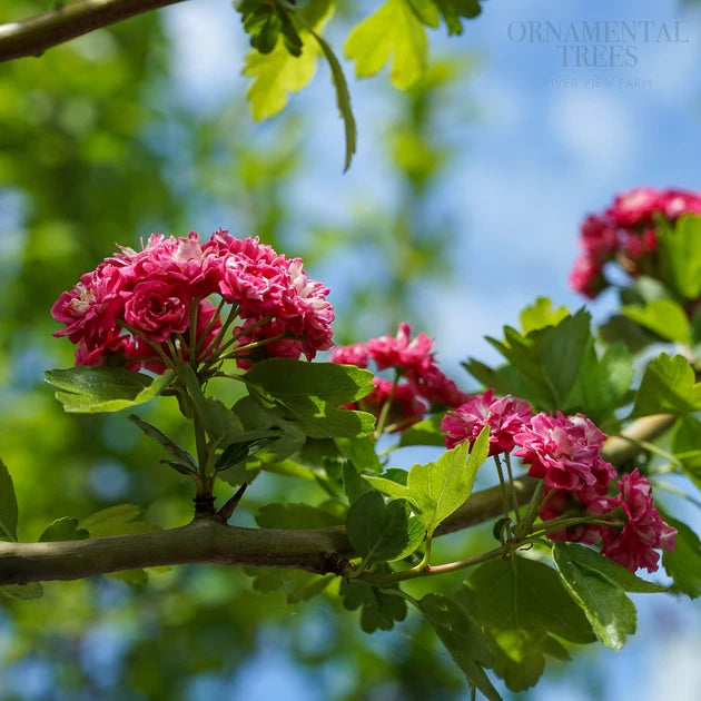 Crataegus laevigata Seeds – English Hawthorn Flowering Tree