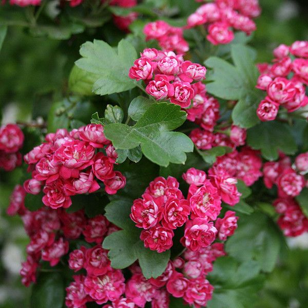 Crataegus laevigata Seeds – English Hawthorn Flowering Tree