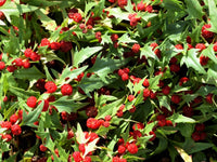 Spinach Strawberry Sticks Chenopodium Foliosum – Vegetable Garden Seeds