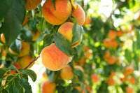 Peachzilla Japanese Morning – Garden Fruit Seeds