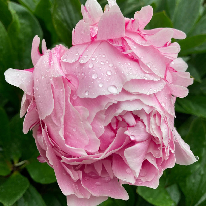 Peony ‘Sarah Bernhardt’ Flower Seeds – Heirloom, Non-GMO, Double Pink Blooms