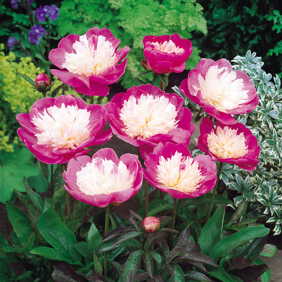 Peony ‘Bowl of Beauty’ Flower Seeds – Heirloom, Non-GMO, Perennial Herbaceous Peony