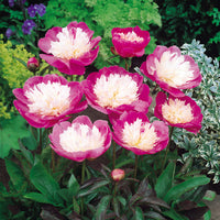 Peony ‘Bowl of Beauty’ Flower Seeds – Heirloom, Non-GMO, Perennial Herbaceous Peony