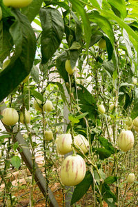 Pepino ‘Rio Bamba’ Seeds for Planting – Heirloom, Non-GMO, Compact Growth Variety