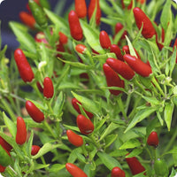 Capsicum chacoense Seeds – Puta Madre Pepper Plant Seeds