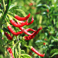 Yunnan Cayenne Seeds – Capsicum frutescens Garden Planting Seeds