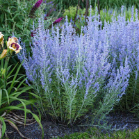 Blue Spire Russian Sage Perovskia Atriplicifolia Blue Spire Drought-Tolerant Perennial Fragrant Lavender-Blue Blooms