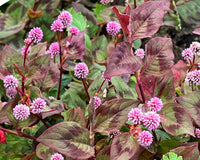 Knotweed Polygonum Capitatum – Pink Punching Balls Garden Seeds