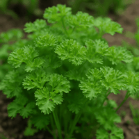 Petroselinum crispum Italian Parsley foliage growing in an outdoor culinary herb garden