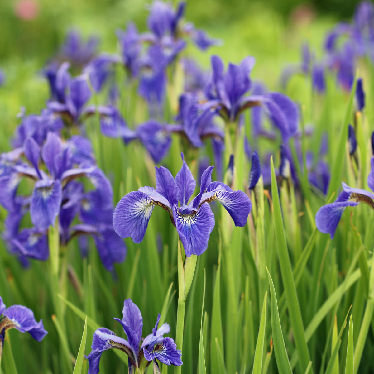 Illyrian Iris Seeds – Iris illyrica for Garden and Landscape Planting
