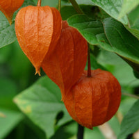 Chinese Lantern Plant with bright orange papery fruit coverings and green foliage
