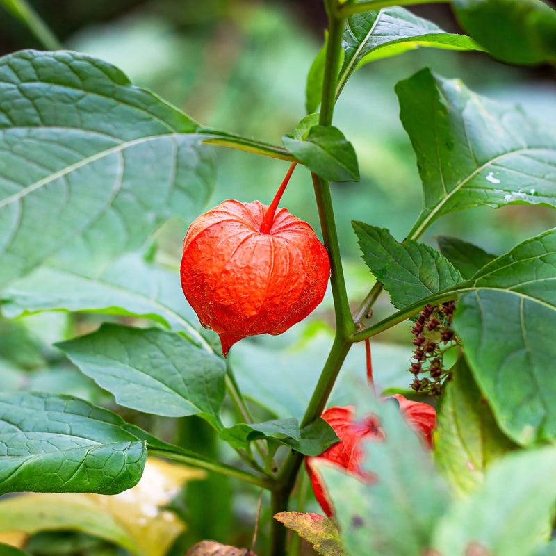 Japanese Lantern Chinese Lantern ornamental plant seeds for garden cultivation