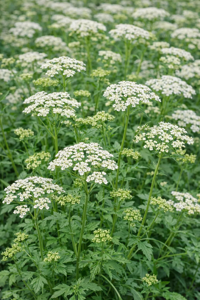 Official Anise Pimpinella anisum herb plant with green foliage