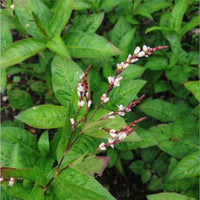 Pink-Flowered Japanese Indigo plant seeds for home gardens