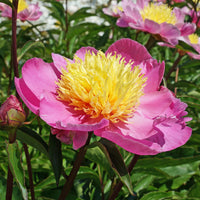 Peony ‘Bowl of Beauty’ Flower Seeds – Heirloom, Non-GMO, Perennial Herbaceous Peony