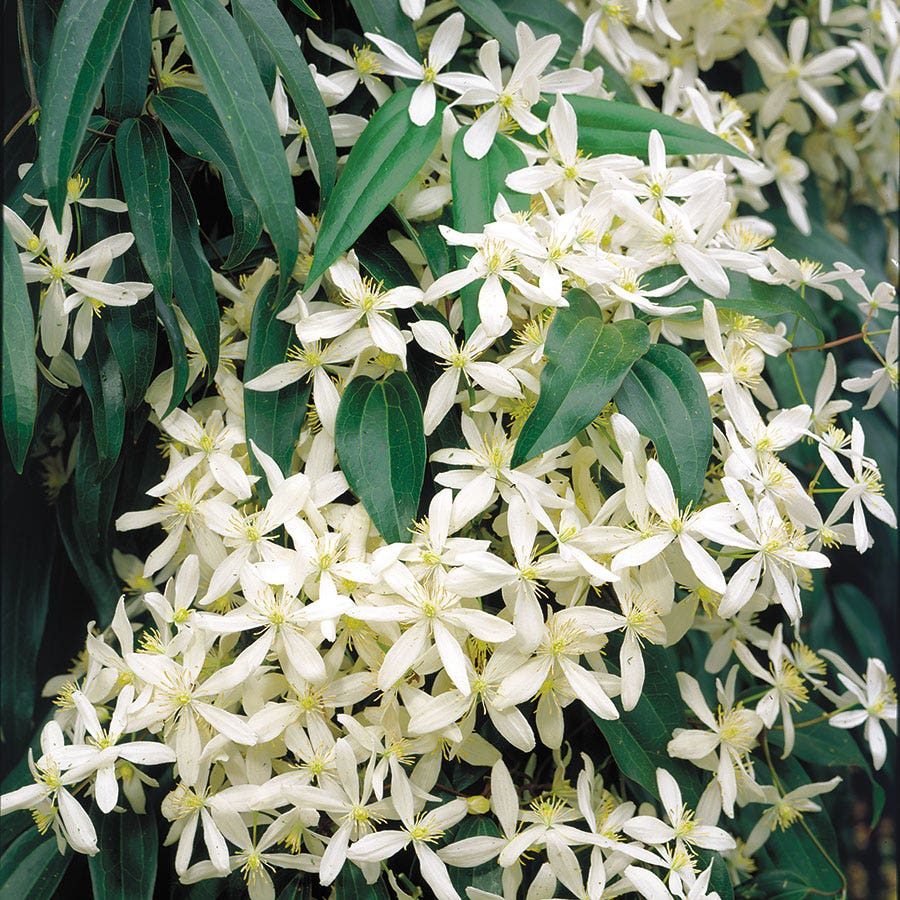 Clematis ‘Snowdrift’ Flower Seeds – Heirloom, Non-GMO, White Blooming Climbing Variety