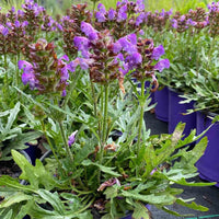 Self Heal Prunella vulgaris perennial herb garden seeds for planting.